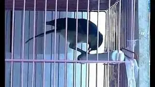 Синица не ручная, но и не дикая