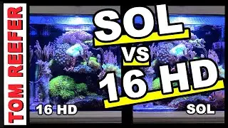 Reef Tank - NEW AI PRIME SOL - VS - PRIME 16HD - WOW!  - 2 PERFECT FISH FOR YOUR 10G!