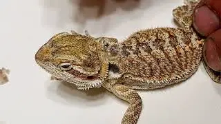 Juvenile Dragon SHED REMOVAL! #stayrad  @ChuckNorrizBeardedDragons •Ear•Head•Legs•Feet-Part 2of3
