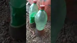 diesel virou graxa