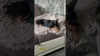 Утро Элвис