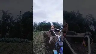 Копаем картошку мотоблоком.