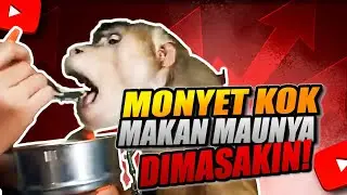 Monyet jumbo lahap makan sayur toge 