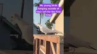 MY WHITE RACING PIGEONS STEPPING OUT FOR THE FIRST TIME #racingpigeon