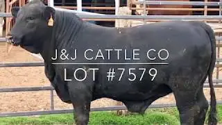 J&J Cattle Co-Lot 