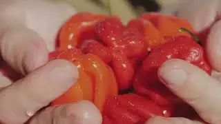 The Hottest Peppers in the World  A Spicy Journey