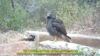 Fototrampeo, ¿de aves?.