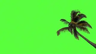 coconut tree green screen