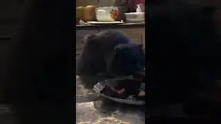 Чучундра инстасамка )