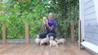 Команда "ко мне". Щенкам ретривера 30 дней/Puppies Retriever 30 days. They learn  the command "come"