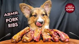 ASMR Mukbang Pork Ribs 🥩 Corgi Dog Eating 5 🐕