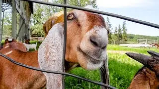 Brambles Nubian Goats