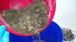 bsf larvae (2/12/2021 AM)