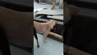 #anima