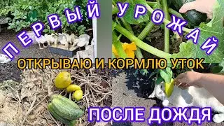 ОТКРЫВАЮ И КОРМЛЮ УТОК