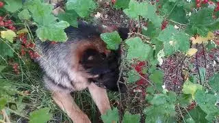 Наш Ерема кушает смородину...))