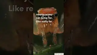Failed Video... #pestweek #jumpingspider #fail #foryou #shorts