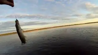 5 видов рыб с одного переката