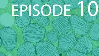 Episode 10 - Cellular Respiration