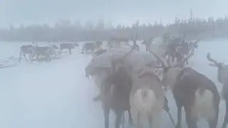 Оленеводы - кочевники проделали длительный путь до лесотундры.