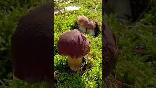 БЕЛЫЕ ГРИБЫ БОРОВИКИ