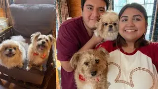 BEST PET FRIENDLY RESORT AT WALT DISNEY WORLD | Disney's Fort Wilderness Cabins
