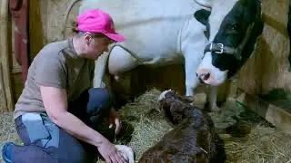 Первый отел в нашем хозяйстве! Выселяем индюков в сарай // Хозяйство в деревне