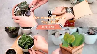 How to Care for Succulents Purchased Online - Repotting Succulents