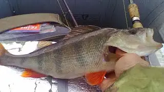 ЛОВЛЯ ОКУНЯ НА ГОЛЬЯНА. ЛОВЛЯ ОКУНЯ НА ЖИВЦА!