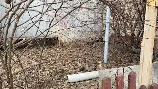 Мои любимые питомцы #рек#французкийбульдог#шпиц#собака#