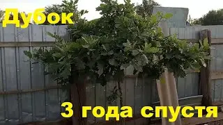 Дубок 3 года спустя!