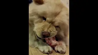 Мама лучше знает чем кормить