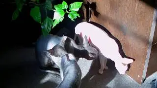 КРЫСЯ и БУСЯ. Борьба за место под солнцем!