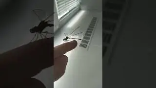 мой новый питомец стриказа