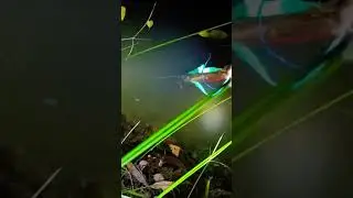 underwater fishing catching . night fishing gun 