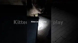 Kitten wants to play #catlovers #cat #youtubeshorts