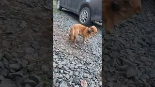 Такой у нас Тёма #2024 #лето #блог #animals #dogs #влог
