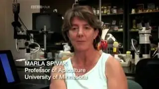 Who Killed the Honey Bee-Part 3 of 4