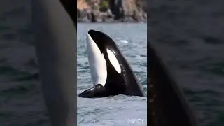 СОН.  КАСАТКА.  ВЕДЬМИНА ИЗБА ▶️ ИНГА ХОСРОЕВА