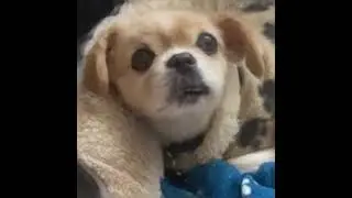 Sparky dame da ne