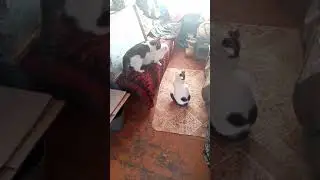 Мартовские коты. Настала весна.