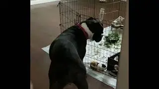 Meri the Bulldog Meets Her New Brother from Another Mother