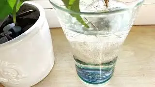 Пришло время весны и обновления,