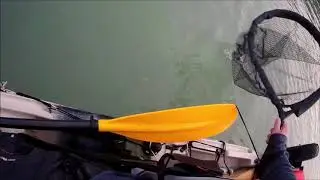 Balatoni balin twitch minnow csalira