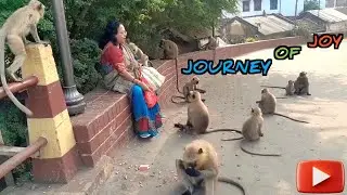 My Journey of Joy | Monkey Love | Animal Lover | Monkey feeding | Monkey Kids