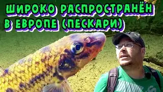 Широко распространён в Европе (Пескари)
