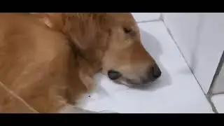 Golden Retriever Hospitalized for Urinary Stones/Crystals