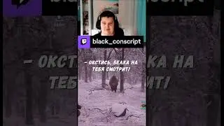Белка на тебя смотрит! #угар #twitchstreamer #medievaldynasty #funnymoments #blackconscript #shorts