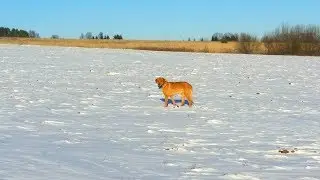 Охота на зайца с гончими.