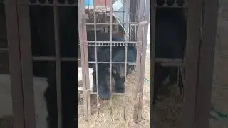 мишка и его штанишки!